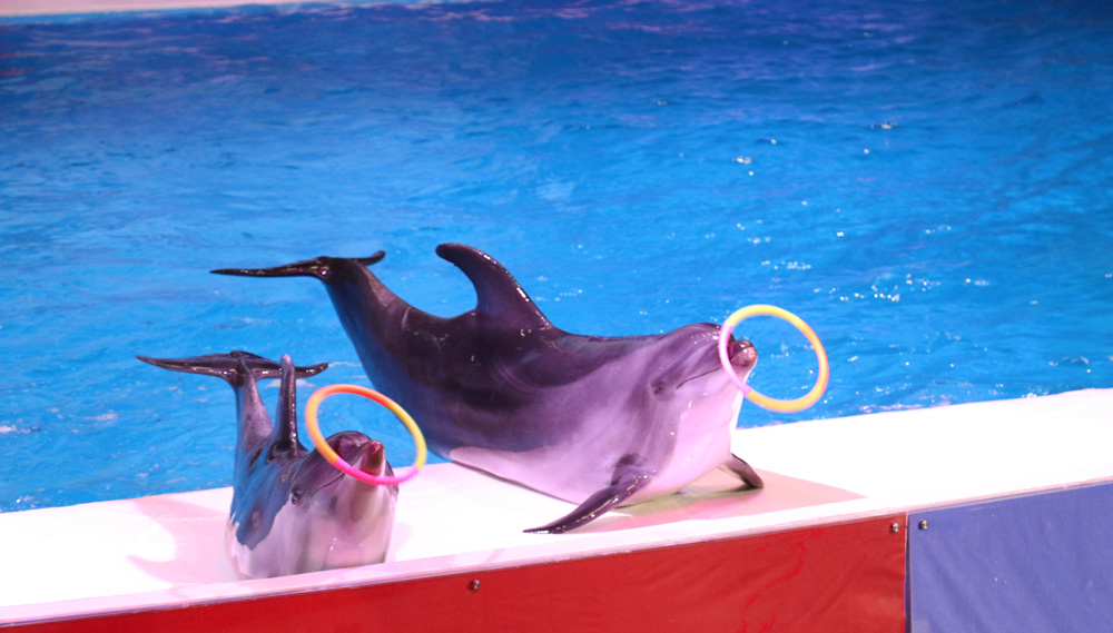 הדולפינריום של דובאי