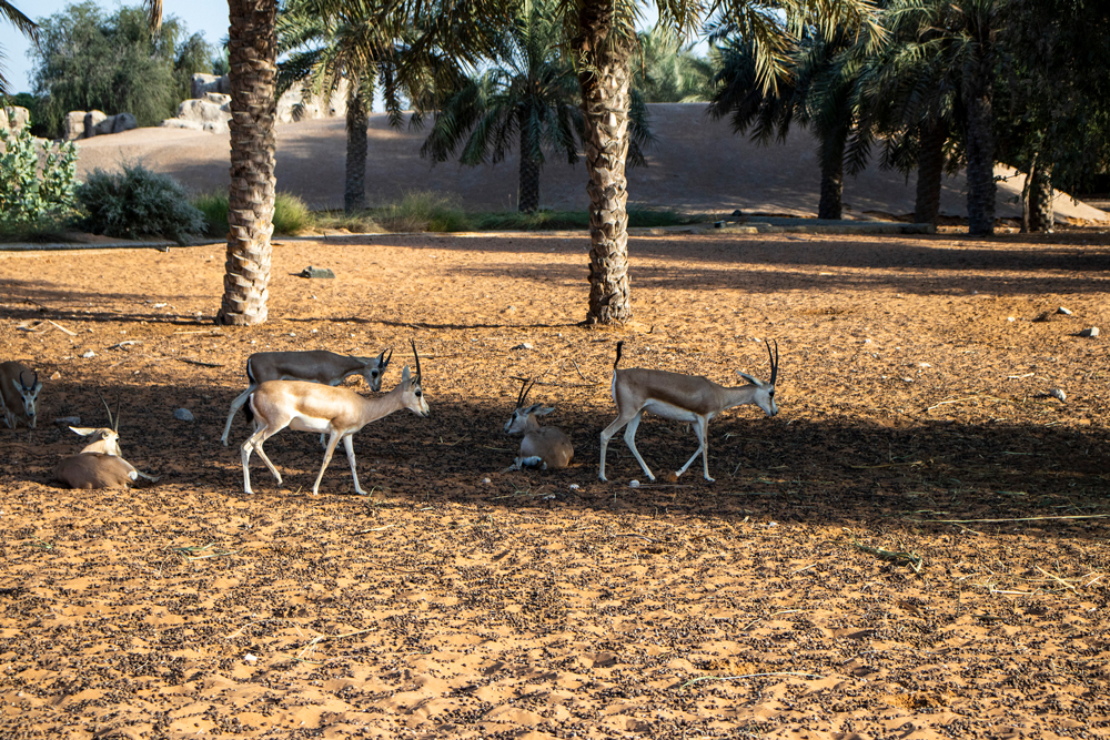 גן החיות/הספארי של דובאי