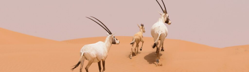 איחוד האמירויות